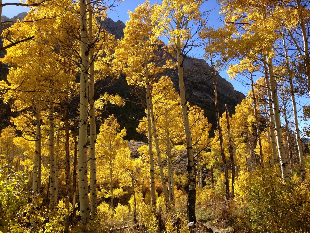 Arizona Mountains Forests One Earth   346 Quaking Aspen Eco346 CC 2013 Resized 